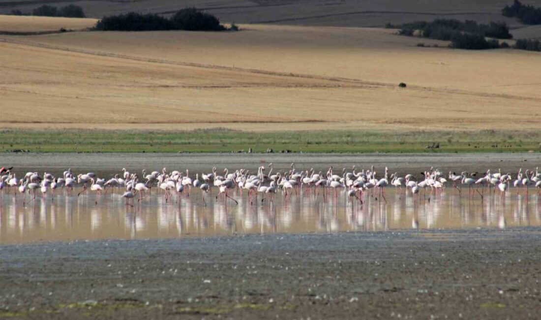 Yozgat’ın Esenli köyü sınırlarında yer alan Gelingüllü Barajı, her yıl