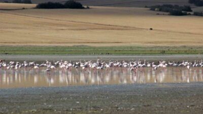 Yozgat’ın Esenli köyü sınırlarında yer alan Gelingüllü Barajı, her yıl