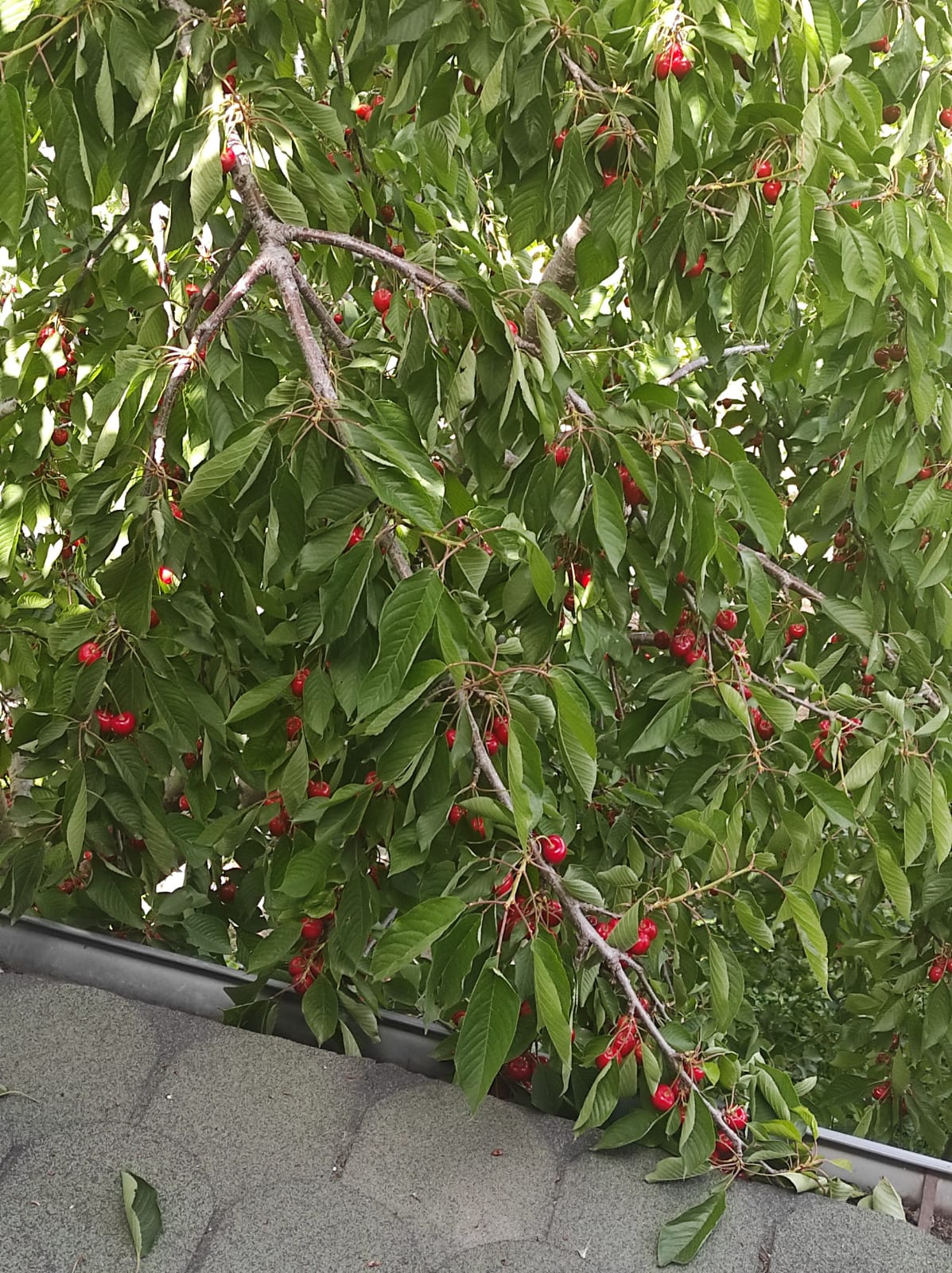 A3F76D94 E8Ee 4E05 975E 234A02Ab72B1