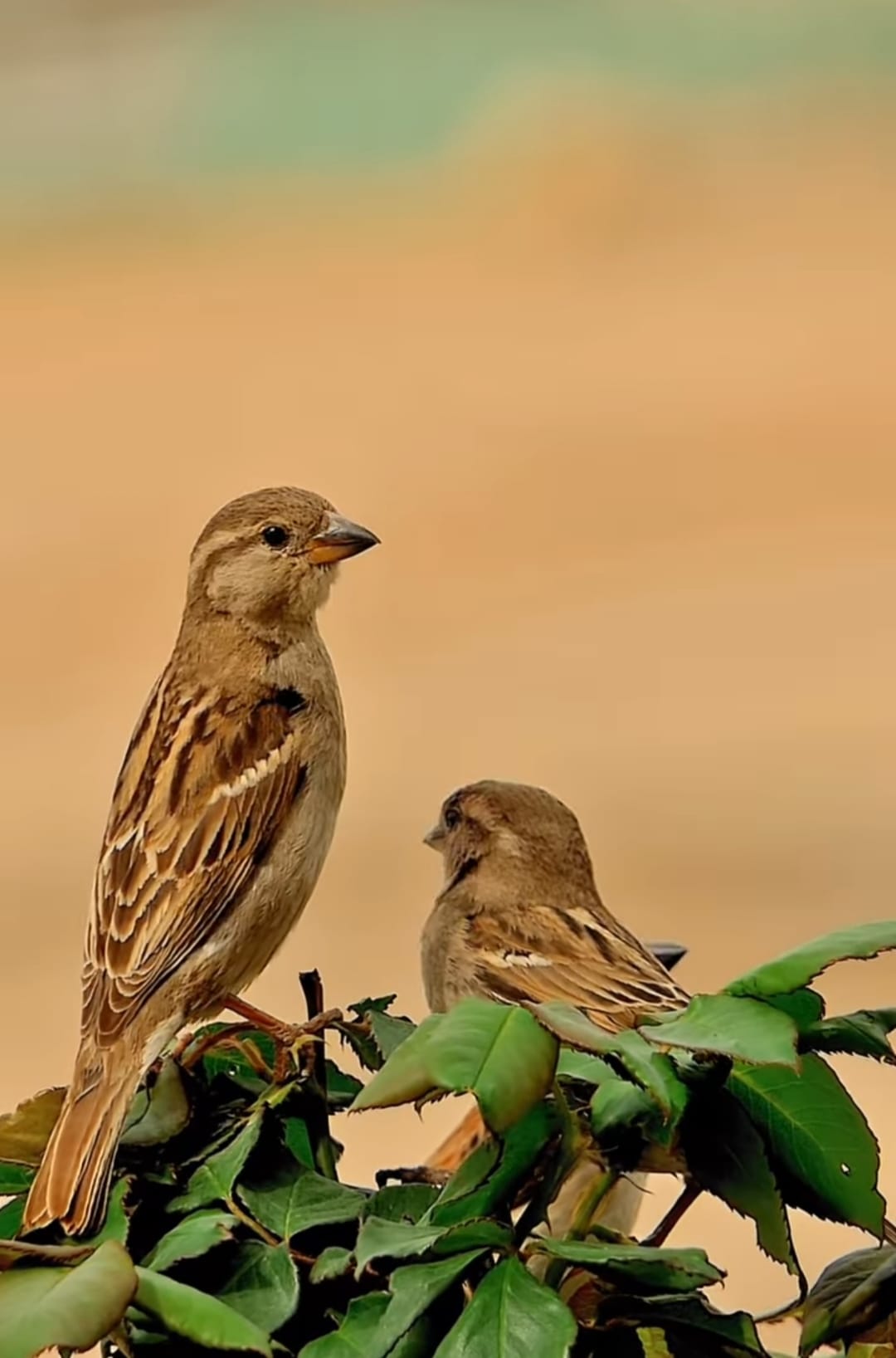 921607D3 96B9 4368 A2Df Bcccaeb67Da2