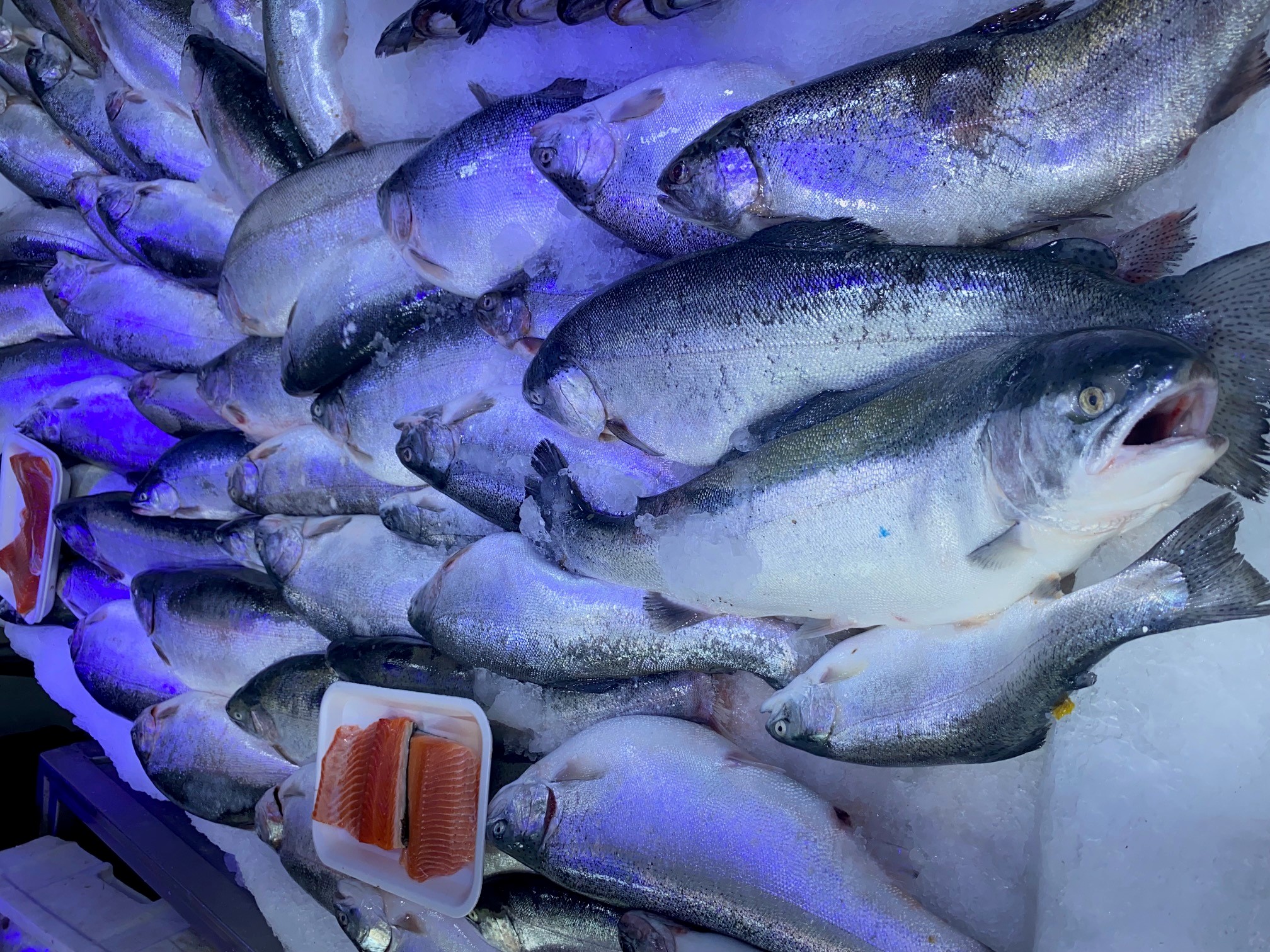 Sinop Gastronomisi Balık