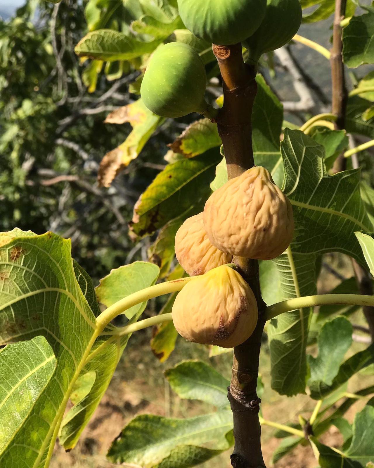 Nazilli Ege Yıldızı 5