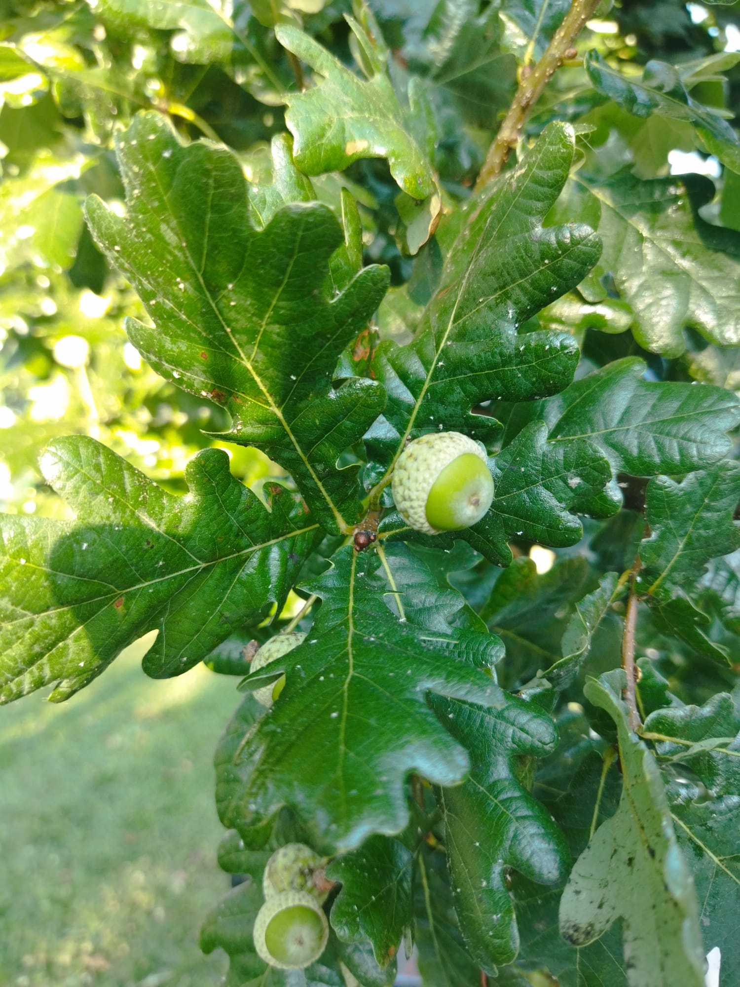 E6A31739 96Fb 4Bd9 Af9C F48314Bdfb2C