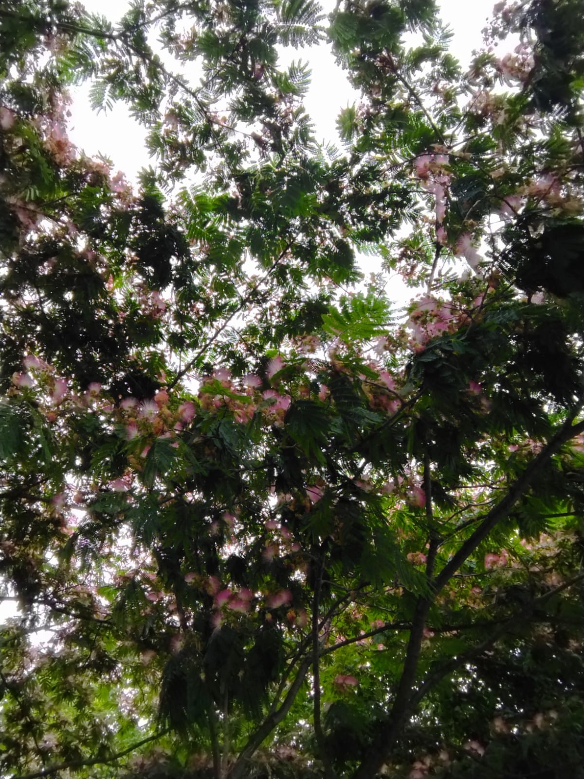 Whatsapp Görsel 2024 06 21 Saat 16.02.22 790756C4