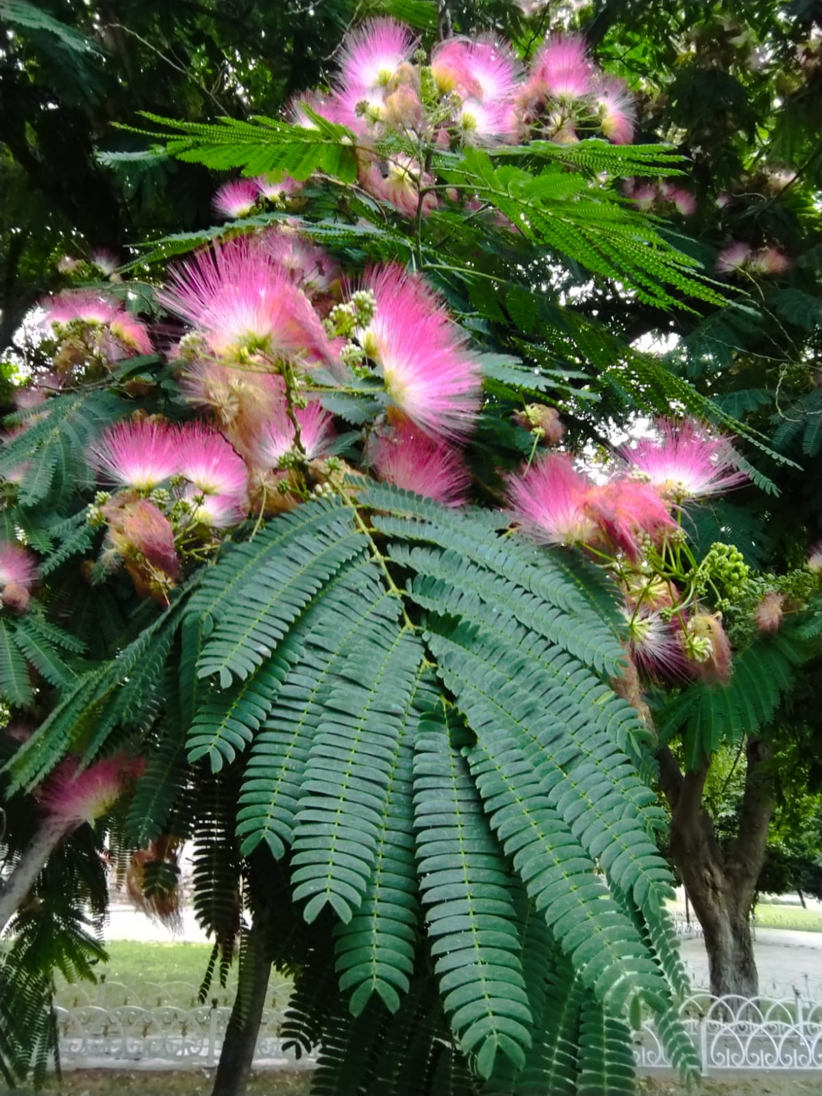 Whatsapp Görsel 2024 06 21 Saat 16.02.22 5Cfc477E