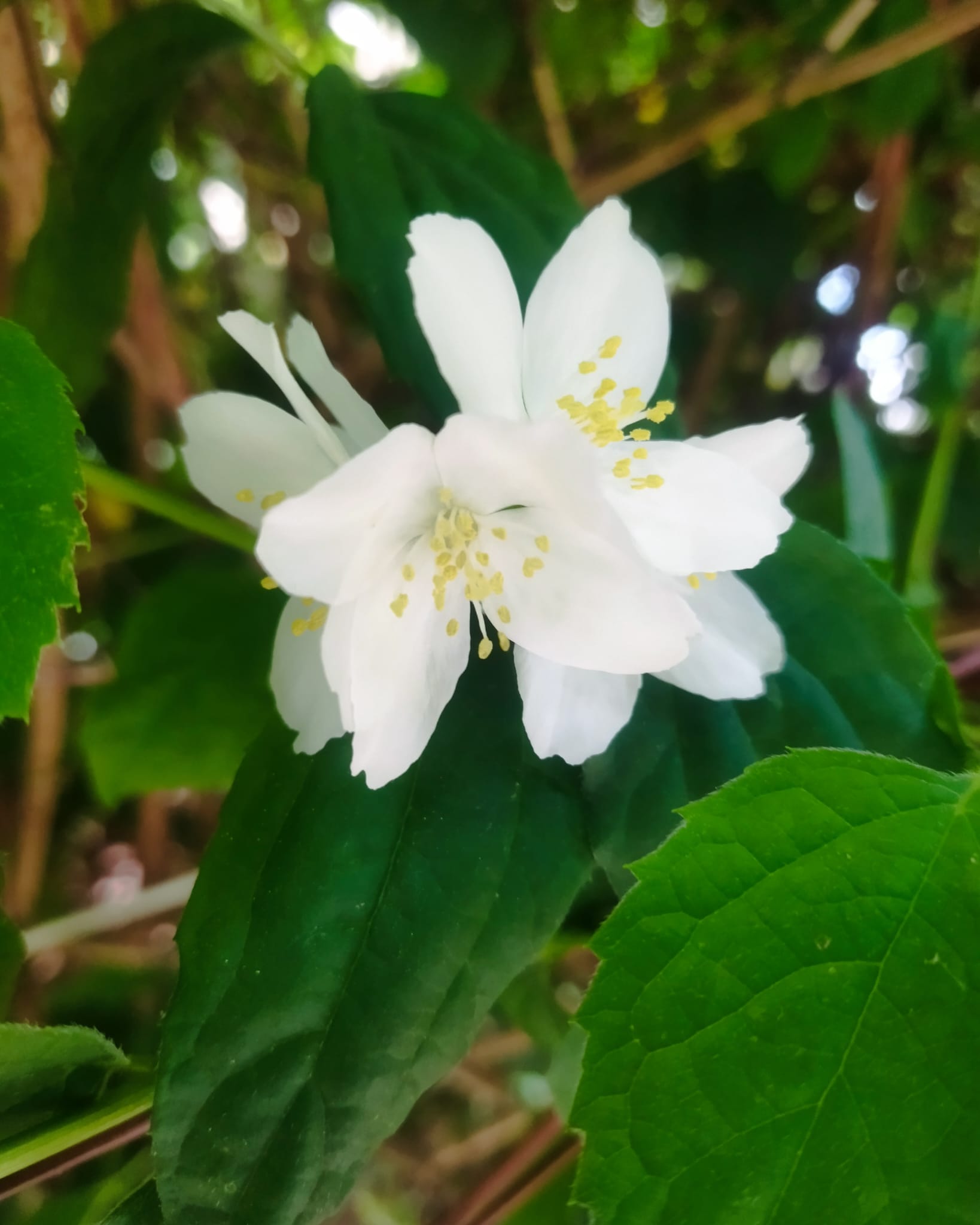 Whatsapp Görsel 2024 05 16 Saat 23.11.00 5Bf3450E