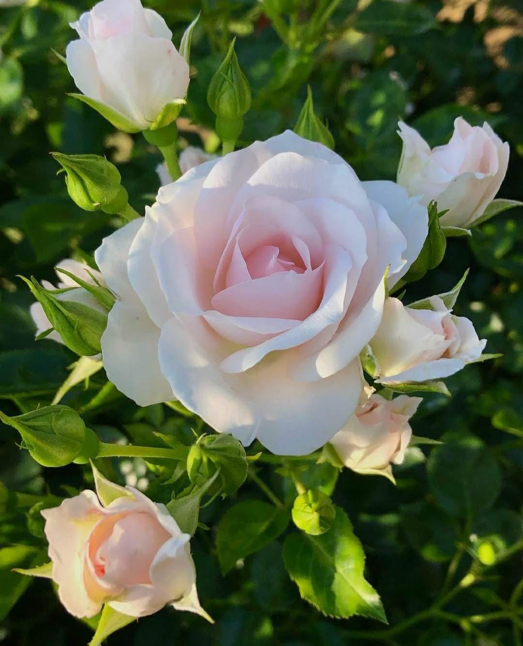 Whatsapp Görsel 2024 05 15 Saat 02.00.29 9Dc995E9