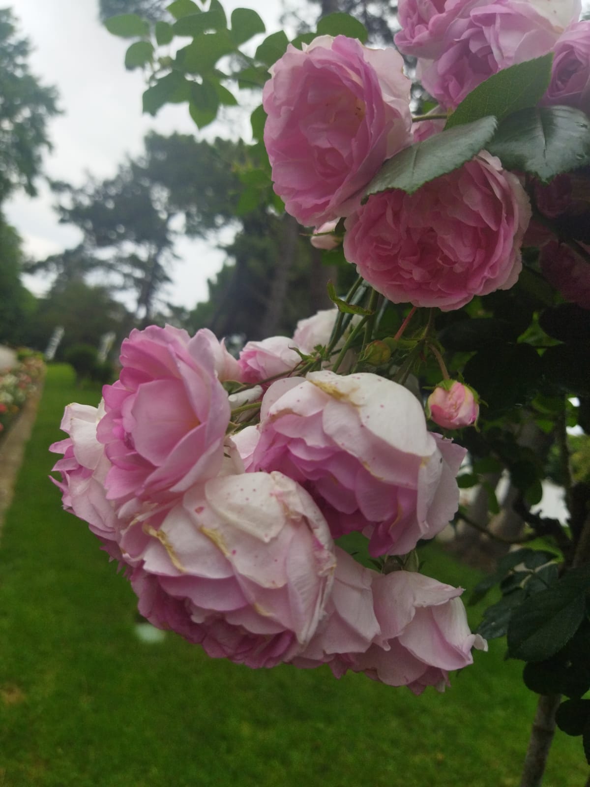 Whatsapp Görsel 2024 05 10 Saat 13.16.07 Bdc2F268