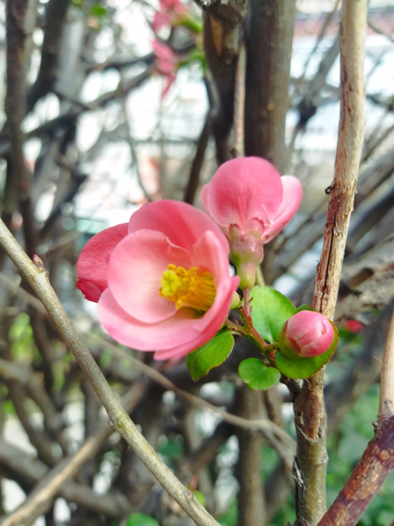 Whatsapp Görsel 2024 02 27 Saat 16.07.24 02Dc4B8B