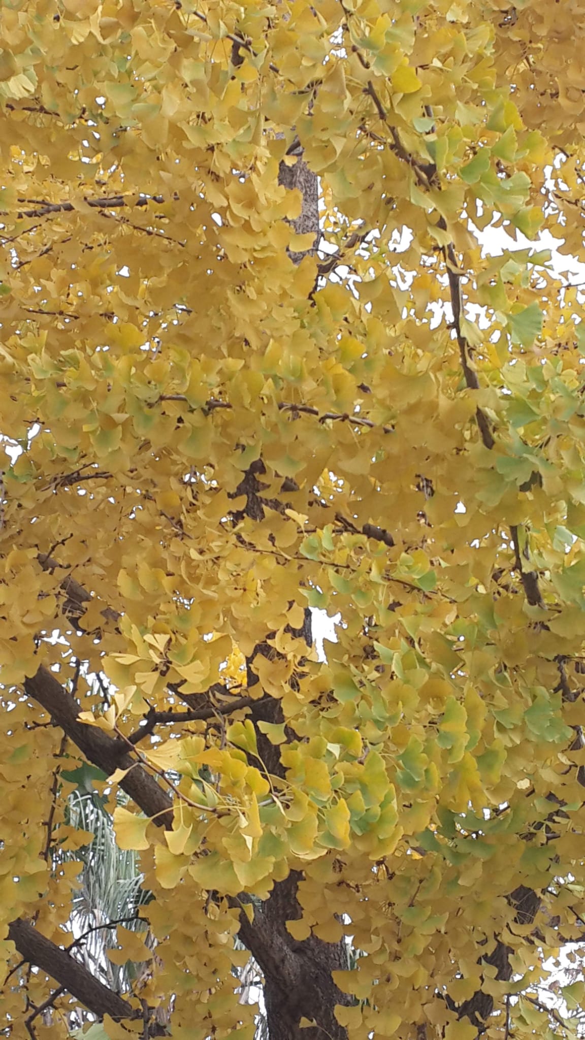 WhatsApp Image 2023-12-12 at 08.01.13