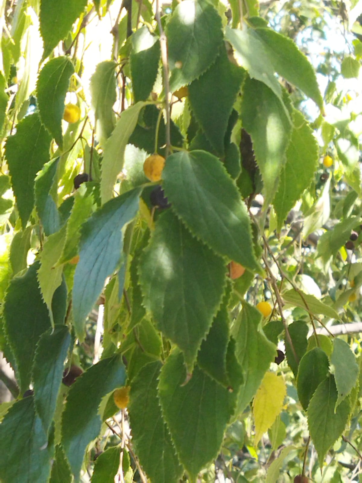 WhatsApp Image 2023-09-19 at 11.40.26