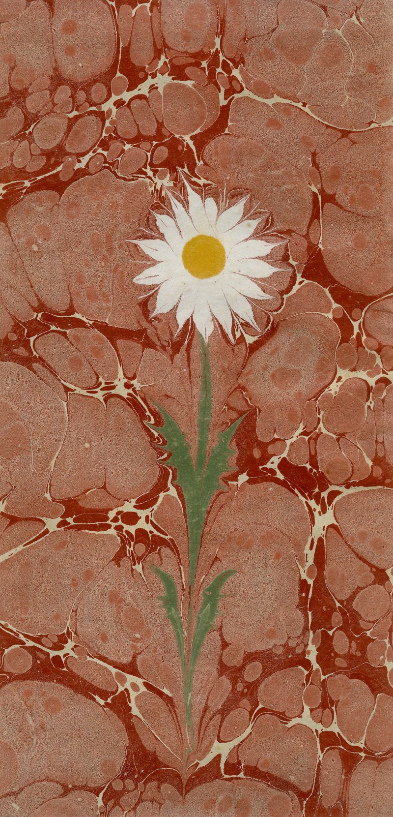 Mustafa Düzgünman Papatya Ebrusu