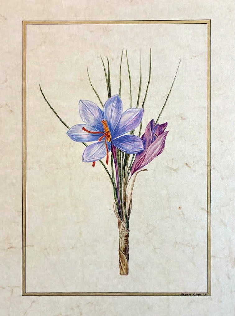 Minyatür Vildan Çomu.-1