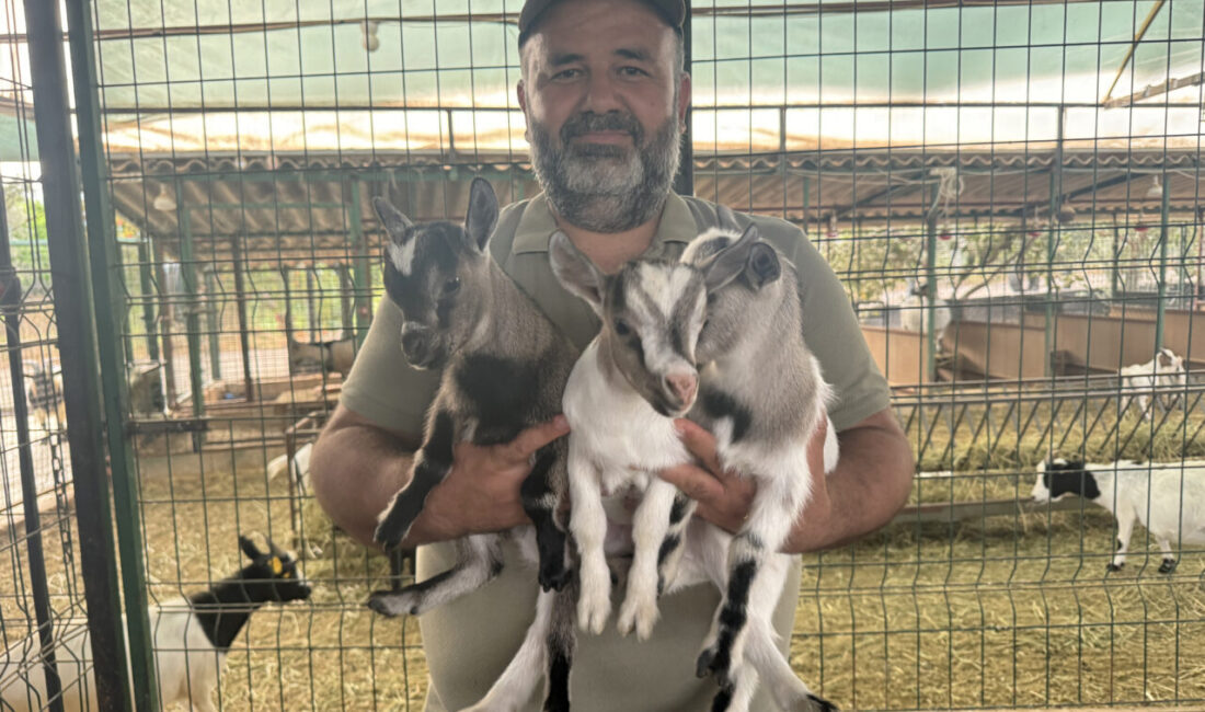  Antalya'nın Kepez ilçesinde, ahırda başına poşet geçen keçinin sürüdeki diğer