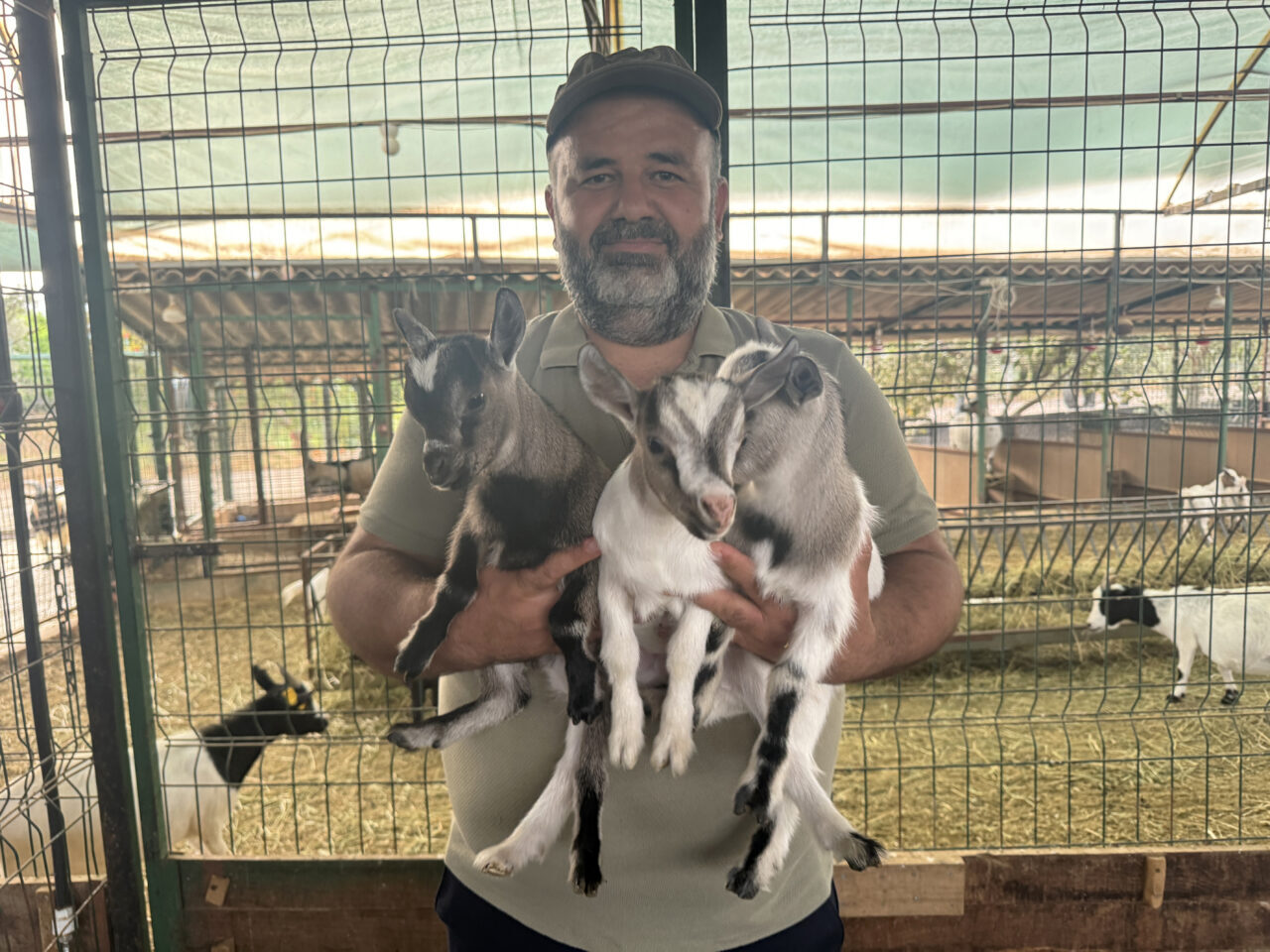  Antalya'nın Kepez ilçesinde, ahırda başına poşet geçen keçinin sürüdeki diğer