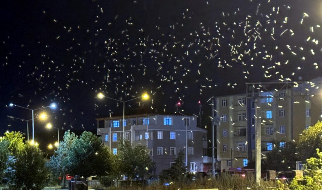 Ardahan'da, "Bir günlükler" ve "Mayıs sinekleri" olarak adlandırılan, kelebeği andıran