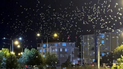Ardahan'da, "Bir günlükler" ve "Mayıs sinekleri" olarak adlandırılan, kelebeği andıran