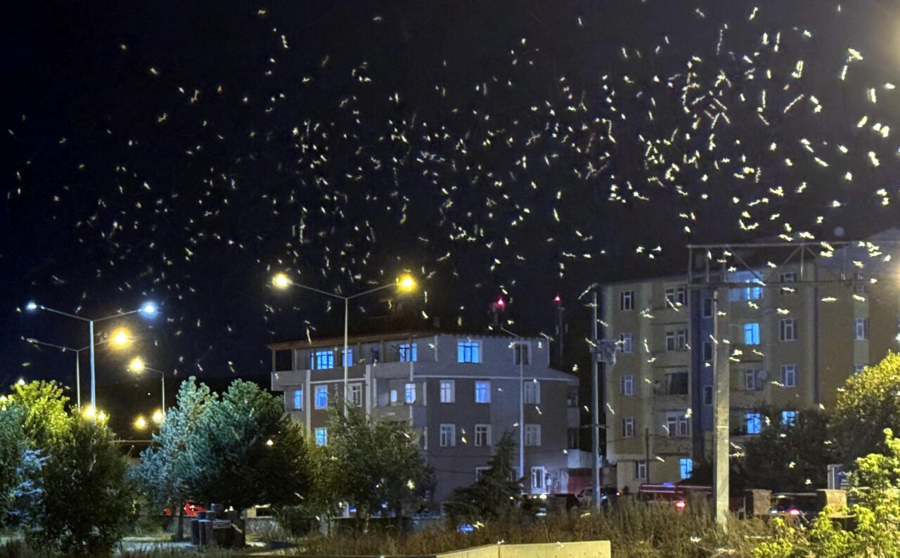 Ardahan'da, "Bir günlükler" ve "Mayıs sinekleri" olarak adlandırılan, kelebeği andıran