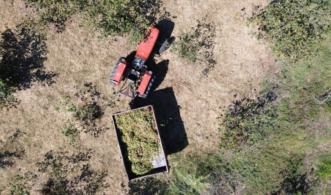 Samsun'un Bafra ilçesinde, yüksek kesimlerde fındık hasadına devam ediliyor.