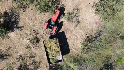 Samsun'un Bafra ilçesinde, yüksek kesimlerde fındık hasadına devam ediliyor.