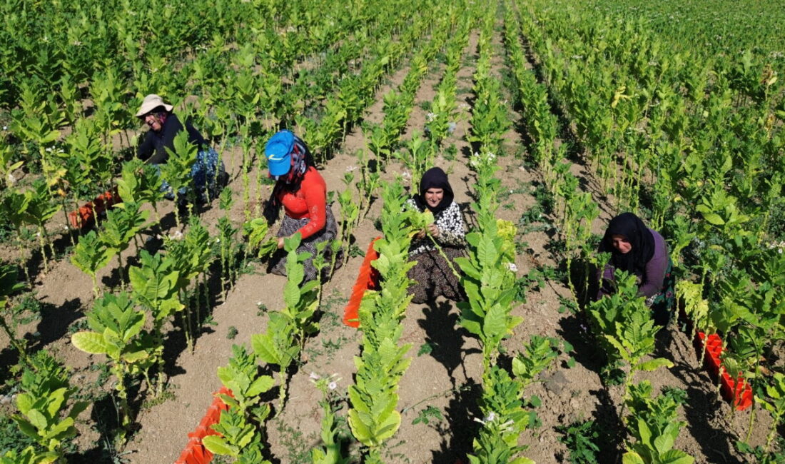 Samsun'un Bafra ilçesinde, Türkiye'nin en verimli ovalarından biri olan Bafra