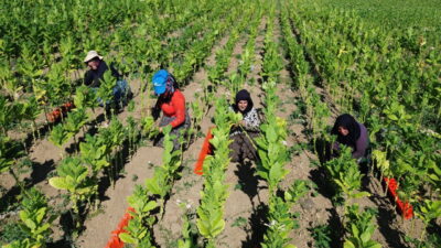 Samsun'un Bafra ilçesinde, Türkiye'nin en verimli ovalarından biri olan Bafra