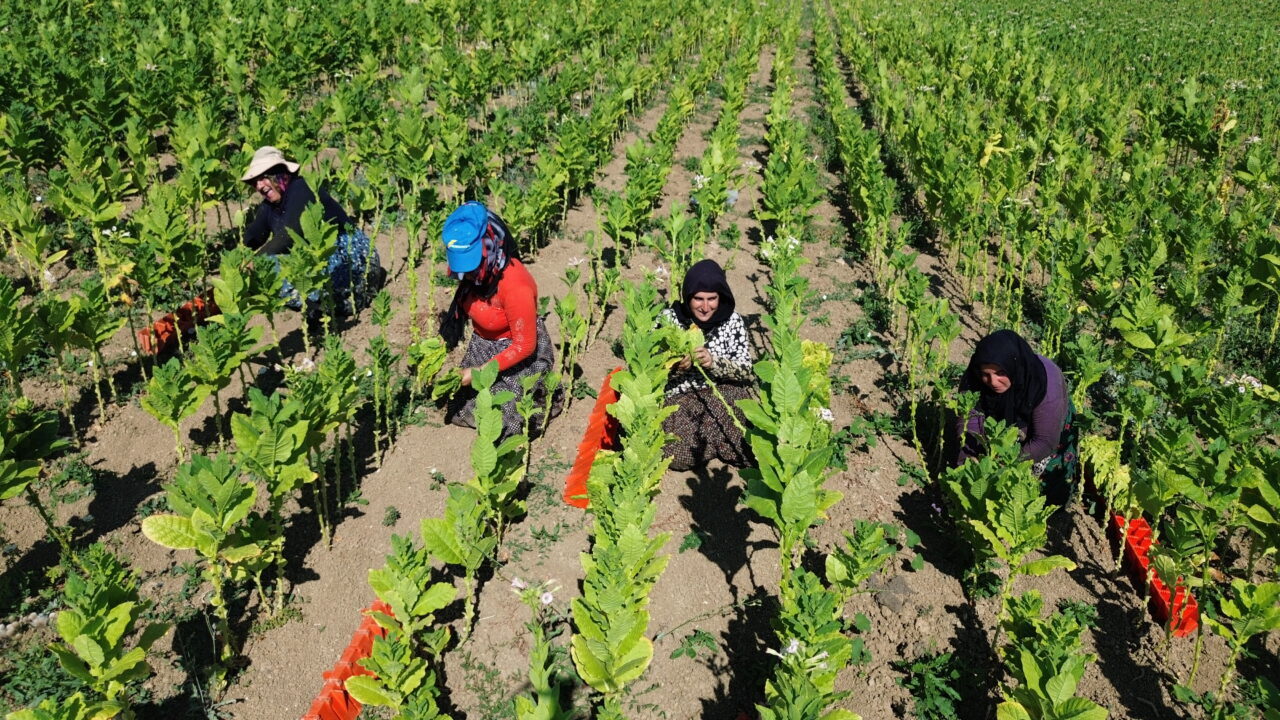 Samsun'un Bafra ilçesinde, Türkiye'nin en verimli ovalarından biri olan Bafra