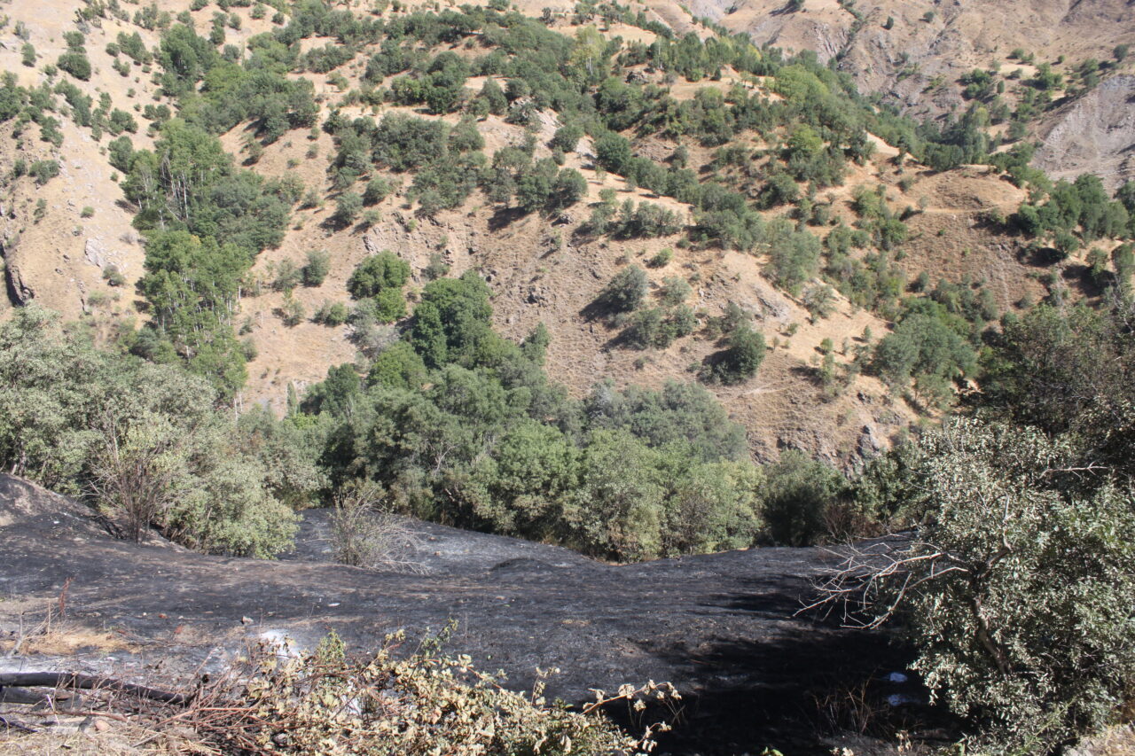 Bitlis'in Hizan ilçesinde ağaçlık alanda çıkan yangın, ekiplerin müdahalesiyle söndürüldü.