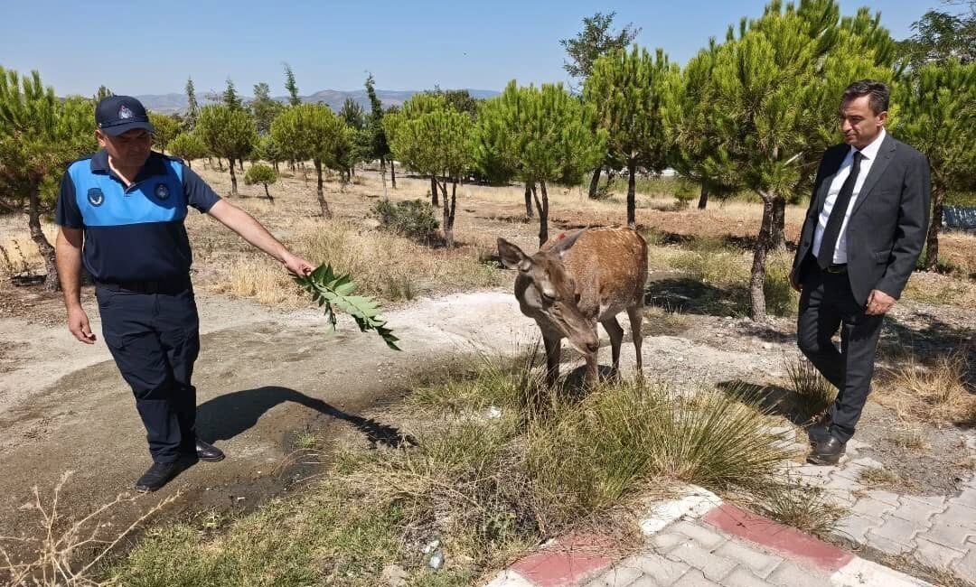 Burdur'un Yeşilova ilçesi Eşeler Dağı'na bırakılan geyiklerden biri, Salda Gölü'ne