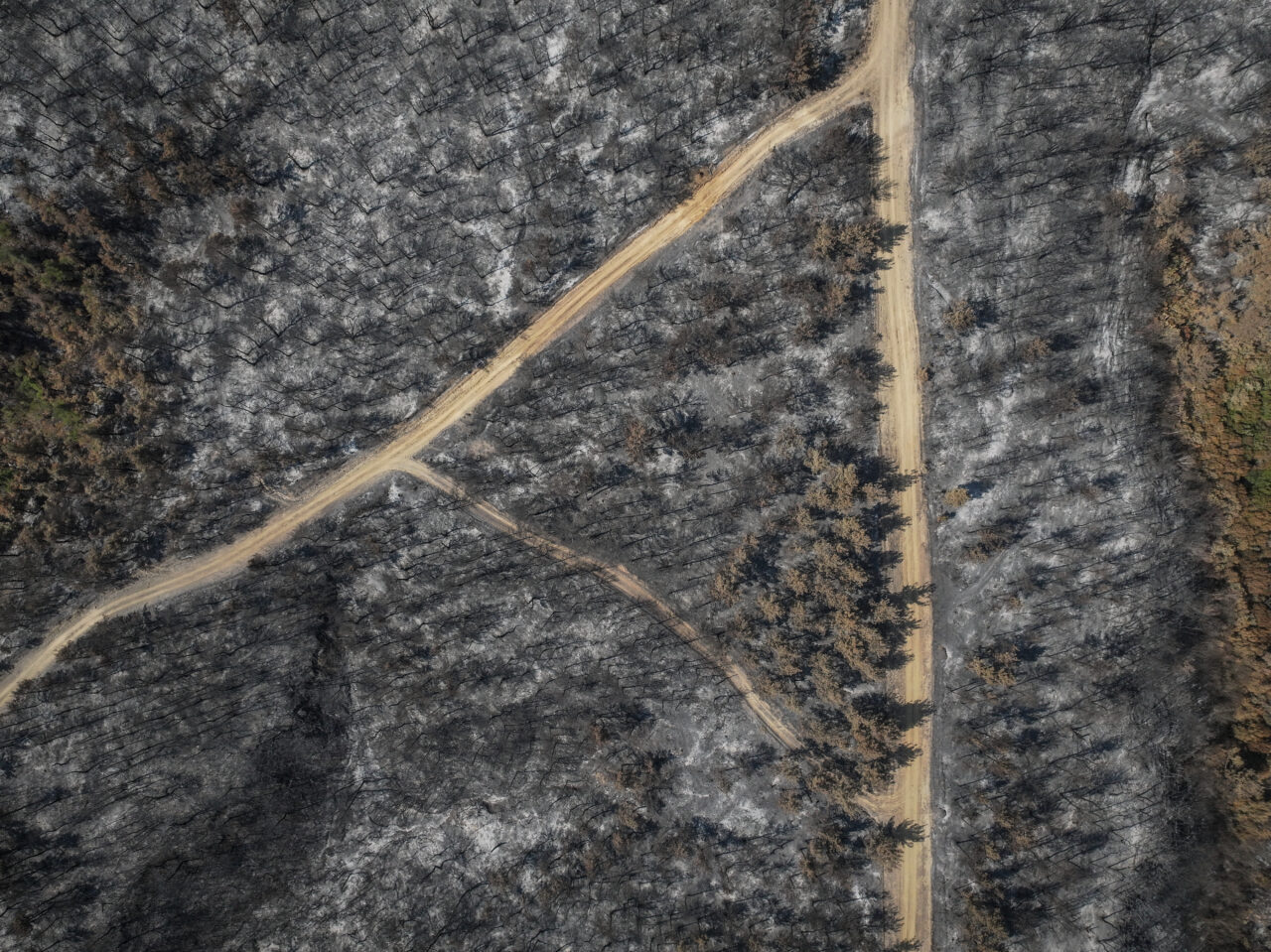 Çanakkale'nin Gelibolu ilçesinde kırsal alanda başlayıp ormana sıçrayan ve büyük