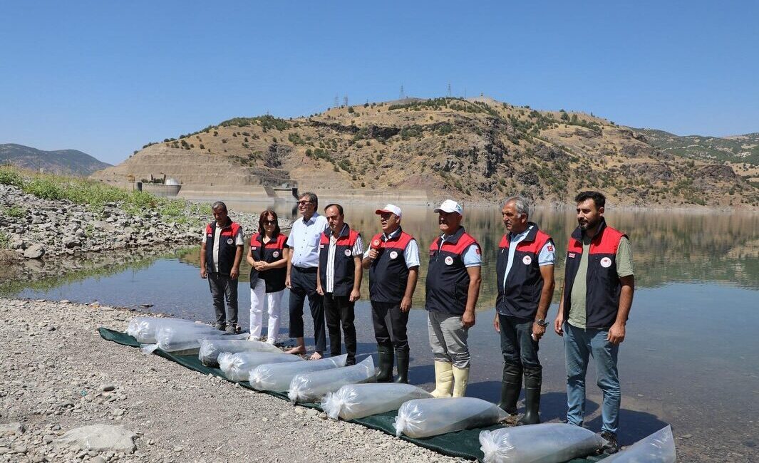  Elazığ'da Keban Su Ürünleri Üretim İstasyonu'nda üretilen 17 milyon sazan