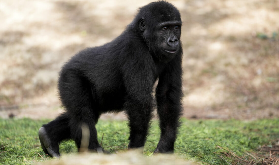  İstanbul Havalimanı'nda geçen yıl Nijerya'dan Tayland'a transit gidecek bir kargonun