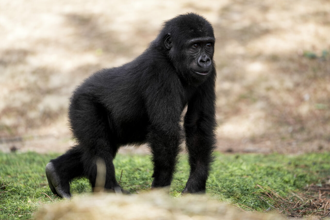  İstanbul Havalimanı'nda geçen yıl Nijerya'dan Tayland'a transit gidecek bir kargonun