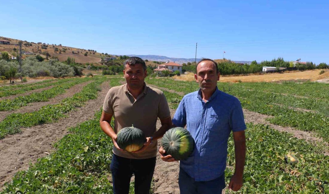 Ankara’nın Kahramankazan ilçesinde kök çürüğü hastalığı sebebiyle yıllardır sofralardan uzak