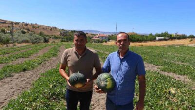 Ankara’nın Kahramankazan ilçesinde kök çürüğü hastalığı sebebiyle yıllardır sofralardan uzak