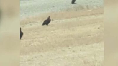 Uluslararası Doğa Koruma Birliği (IUCN) Tehdit Altındaki Türlerin Kırmızı Listesi’nde