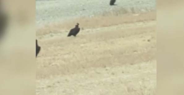 Uluslararası Doğa Koruma Birliği (IUCN) Tehdit Altındaki Türlerin Kırmızı Listesi’nde