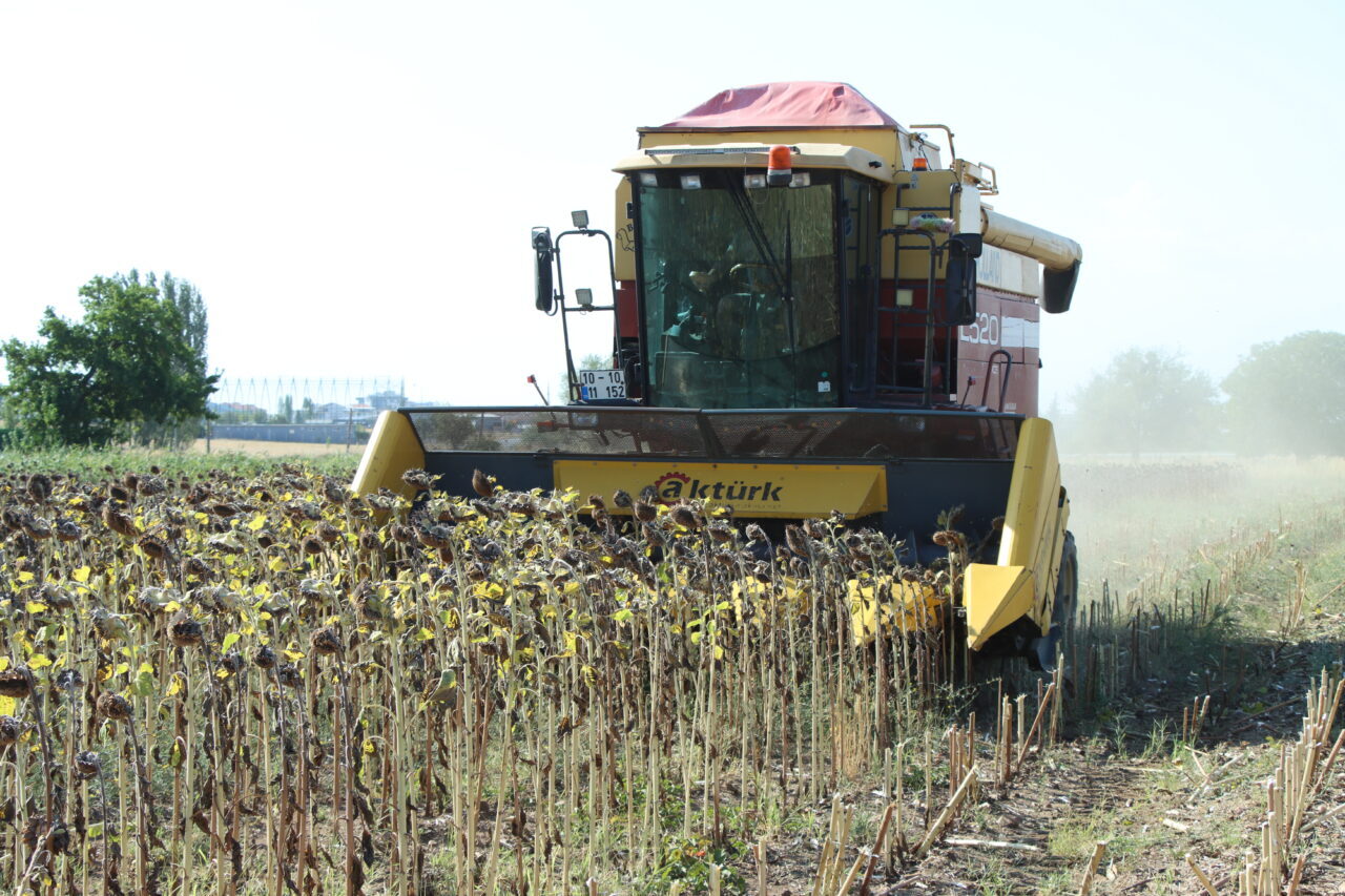 Türkiye'nin önemli ayçiçeği üretim merkezlerinden biri olan Kırklareli'nde çiftçiler, ayçiçeği