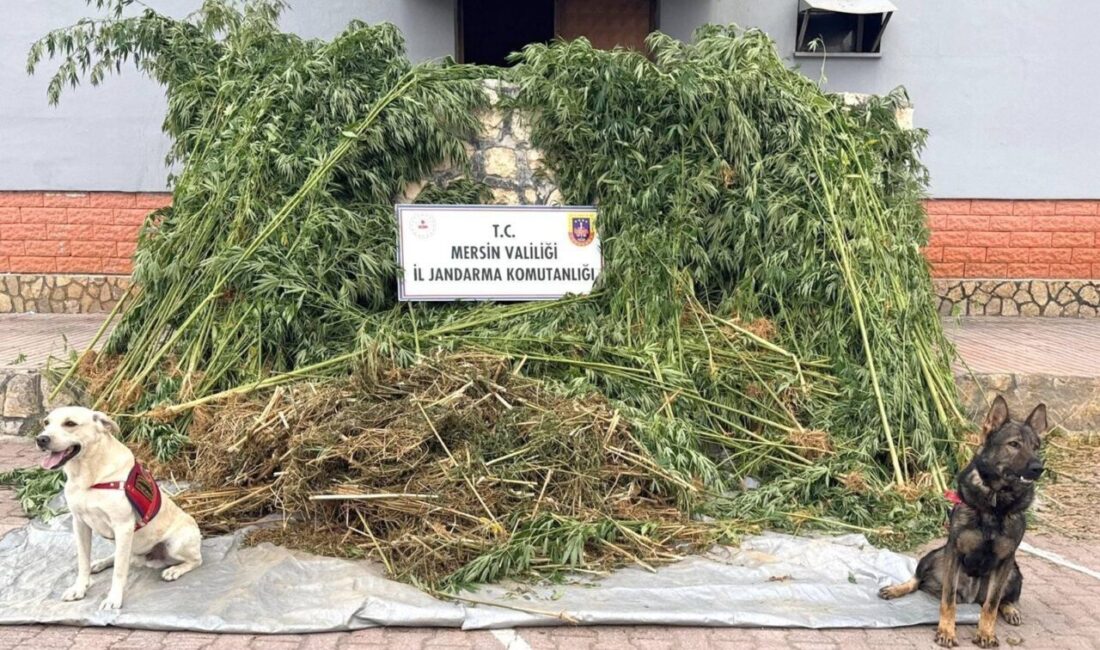 Mersin'in merkez Toroslar ilçesinde düzenlenen uyuşturucu operasyonunda 1580 kök Hint