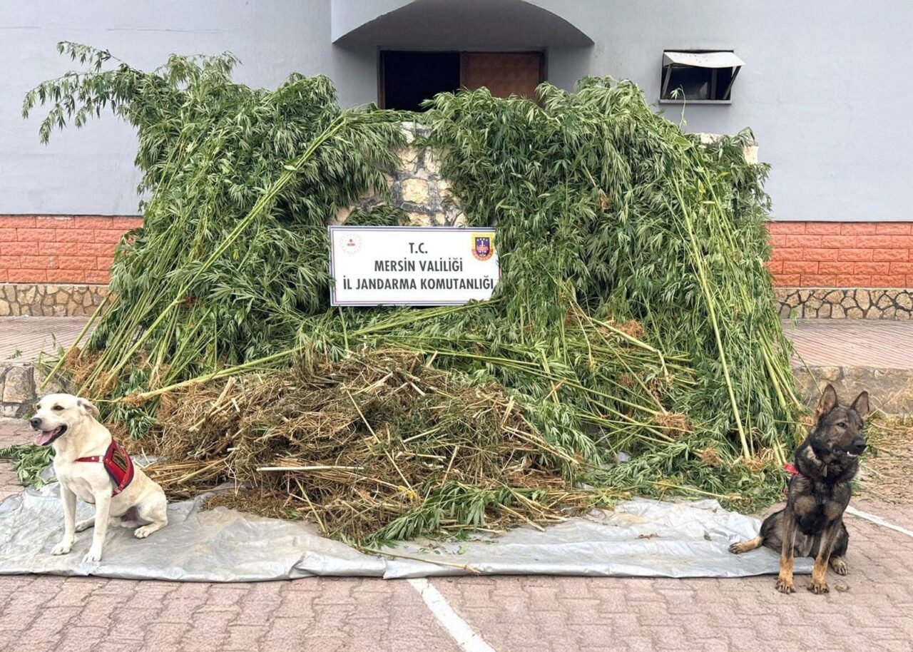 Mersin'in merkez Toroslar ilçesinde düzenlenen uyuşturucu operasyonunda 1580 kök Hint