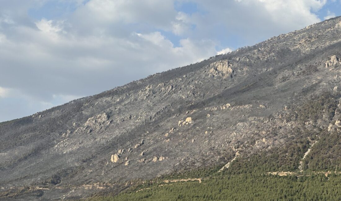 Denizli'nin Pamukkale ilçesindeki orman yangını kontrol altına alındı.
