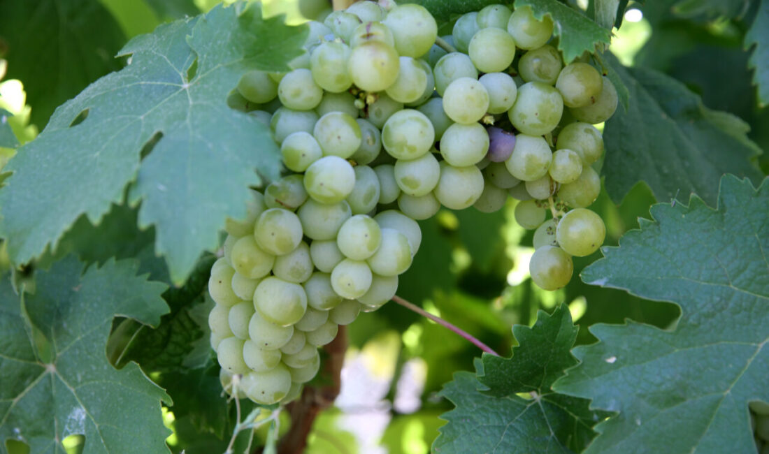 Karabük'ün Safranbolu ilçesinde yetiştirilen coğrafi işaret tescilli "çavuş üzümü"nde hasat