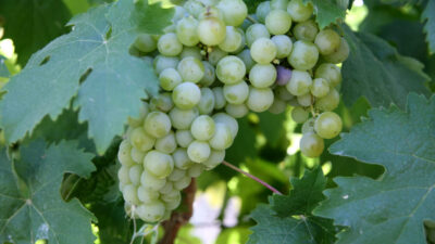 Karabük'ün Safranbolu ilçesinde yetiştirilen coğrafi işaret tescilli "çavuş üzümü"nde hasat