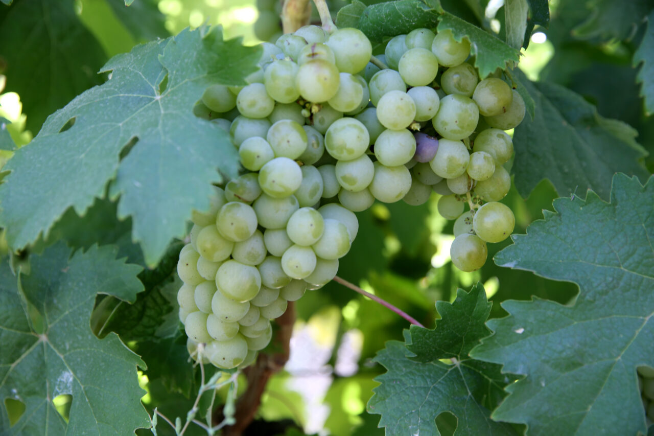 Karabük'ün Safranbolu ilçesinde yetiştirilen coğrafi işaret tescilli "çavuş üzümü"nde hasat