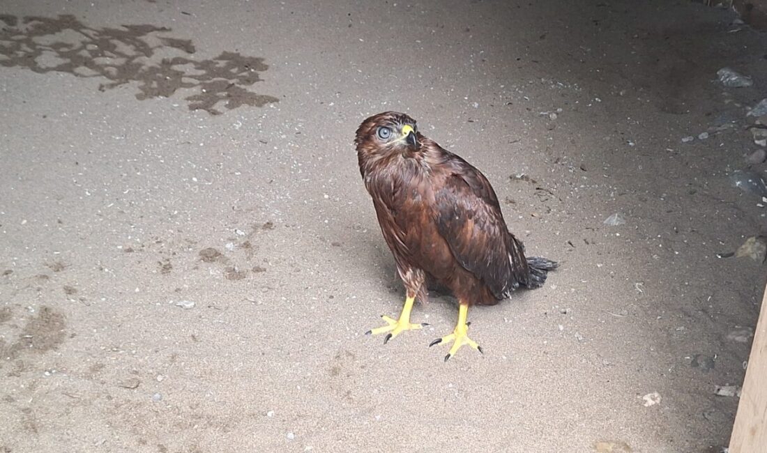 Samsun'da bulunan yaralı bozkır şahini tedavi altına alındı.