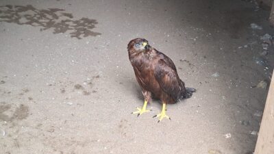 Samsun'da bulunan yaralı bozkır şahini tedavi altına alındı.