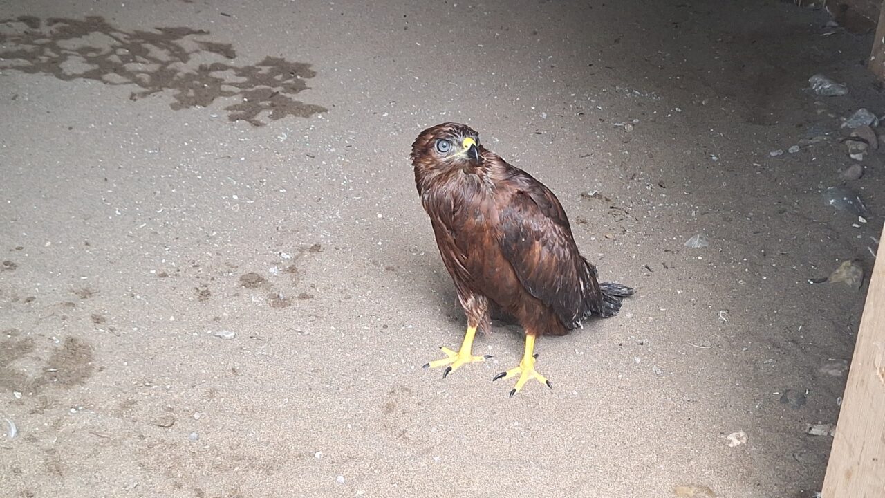 Samsun'da bulunan yaralı bozkır şahini tedavi altına alındı.