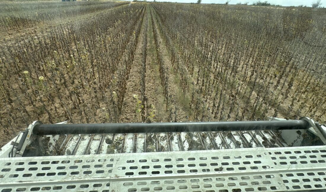 Türkiye'nin önemli ayçiçeği üretim merkezlerinden Trakya'da çiftçiler hasat mesaisine devam