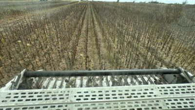 Türkiye'nin önemli ayçiçeği üretim merkezlerinden Trakya'da çiftçiler hasat mesaisine devam