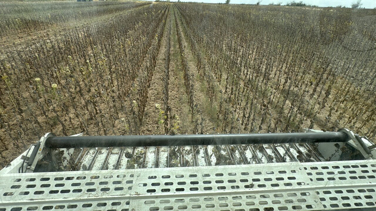 Türkiye'nin önemli ayçiçeği üretim merkezlerinden Trakya'da çiftçiler hasat mesaisine devam